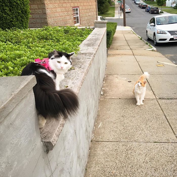 neighbor-cat-love-story-3