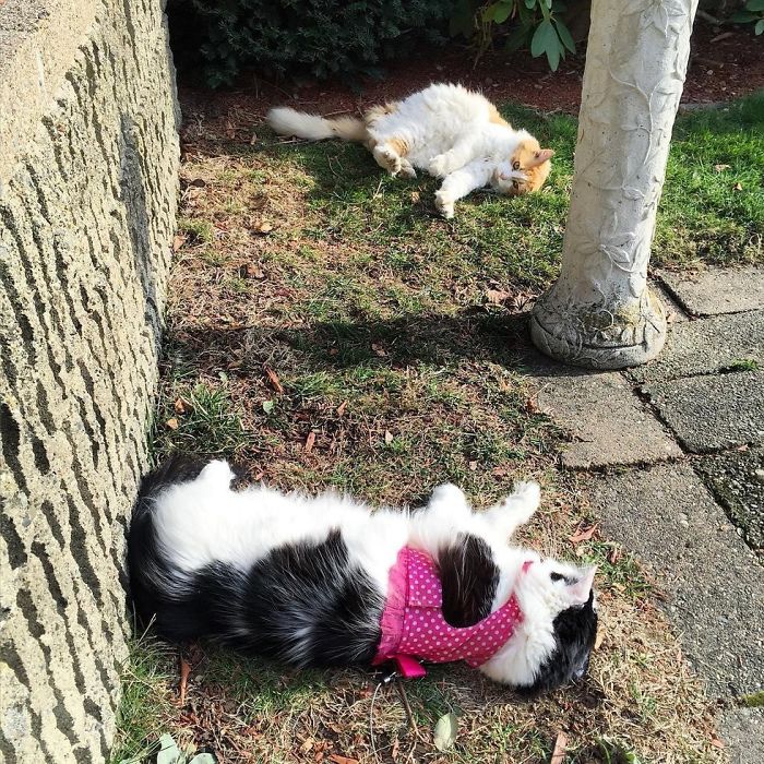 neighbor-cat-love-story-4