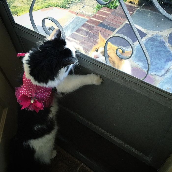 neighbor-cat-love-story-6