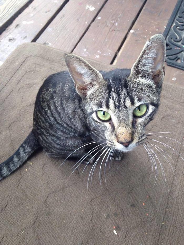 people-cared-stray-cat-2