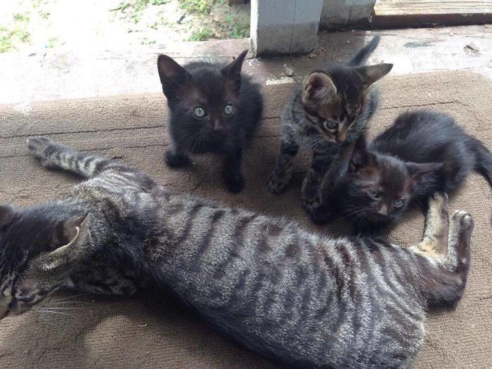 people-cared-stray-cat-8