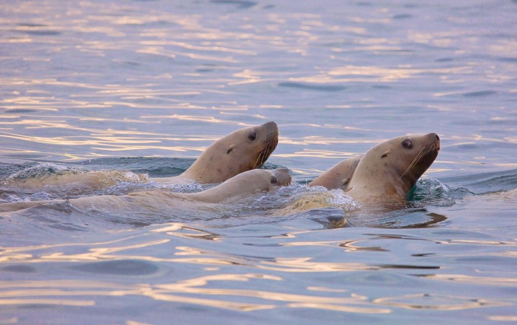 Swimming with sealions