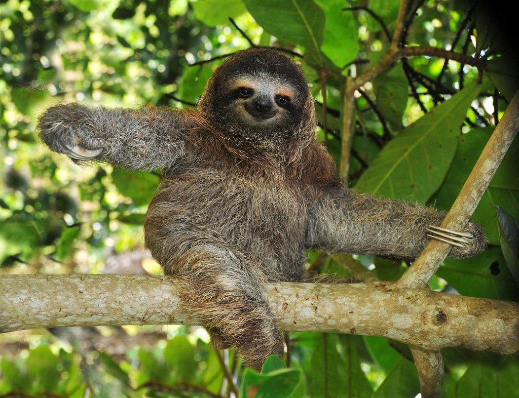 Sloths provide food and a home for moths (inset), but are not hosts in the parasitic sense