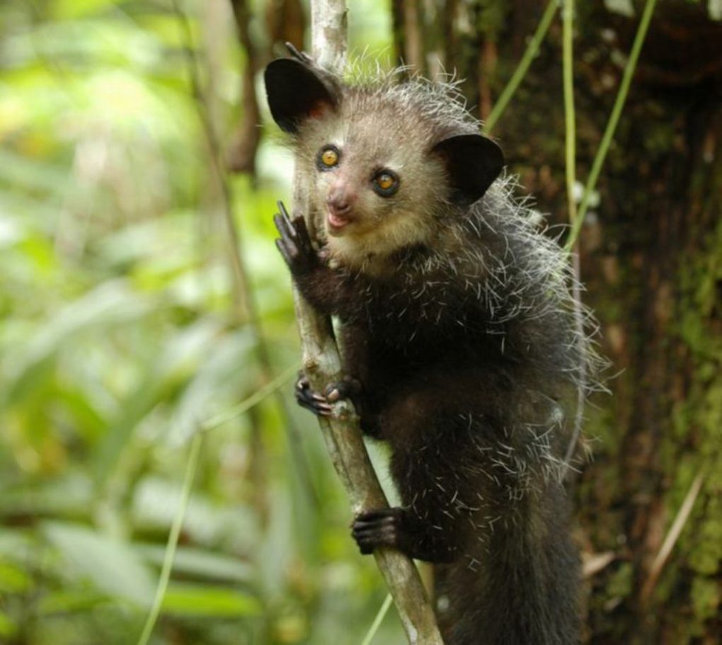 strange-creatures-10