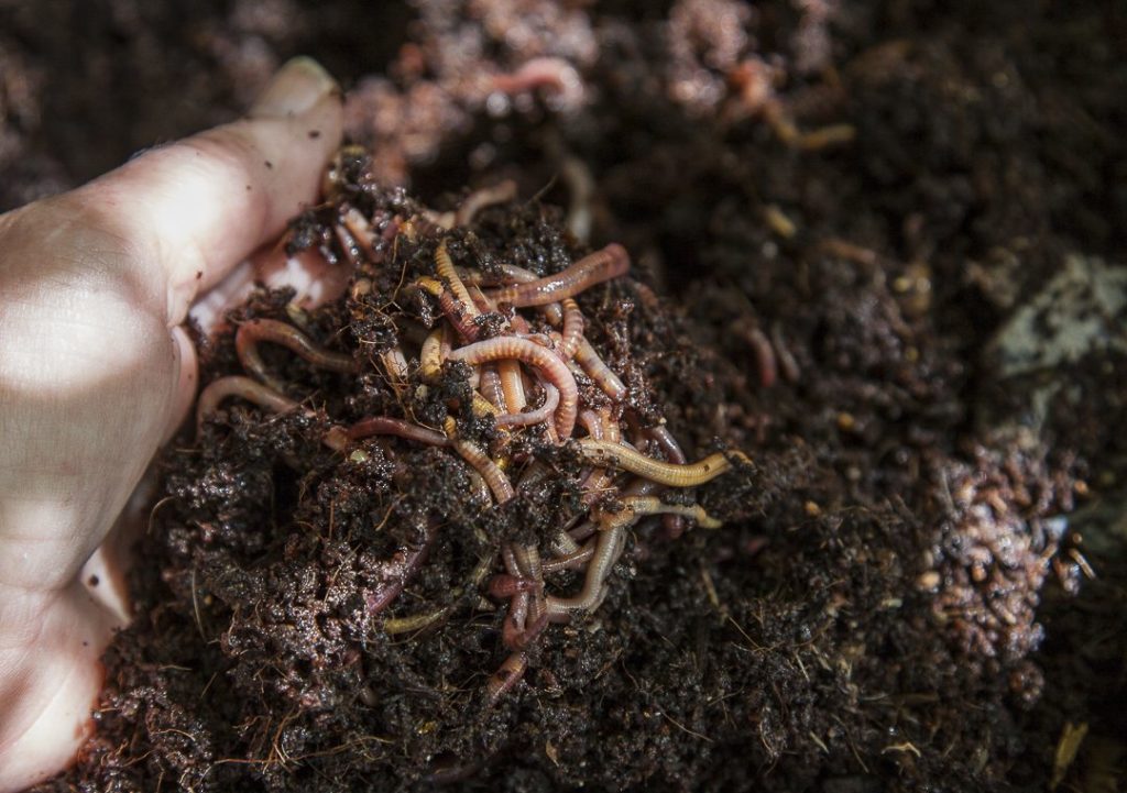 Sherlock examines a tiger worm found in a pile of leaves