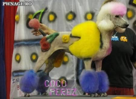 weird-animals-hairstyle-1