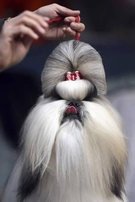 weird-animals-hairstyle-2