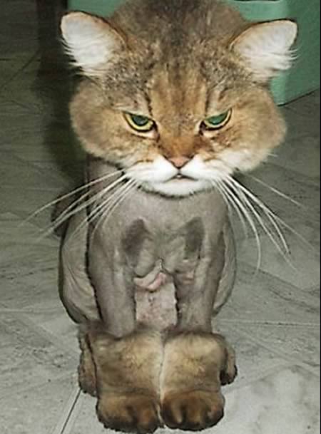 weird-animals-hairstyle-4