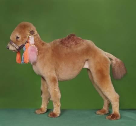 weird-animals-hairstyle-5