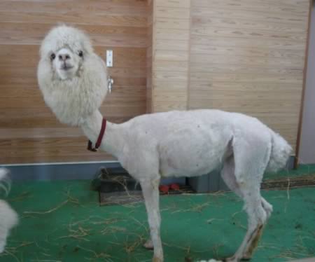 weird-animals-hairstyle-6