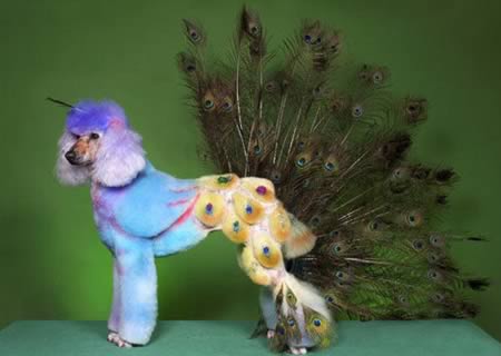 weird-animals-hairstyle-7