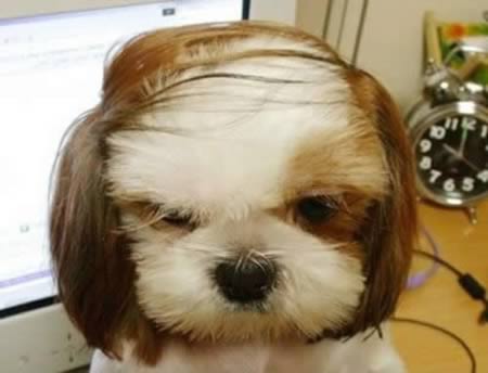 weird-animals-hairstyle-8