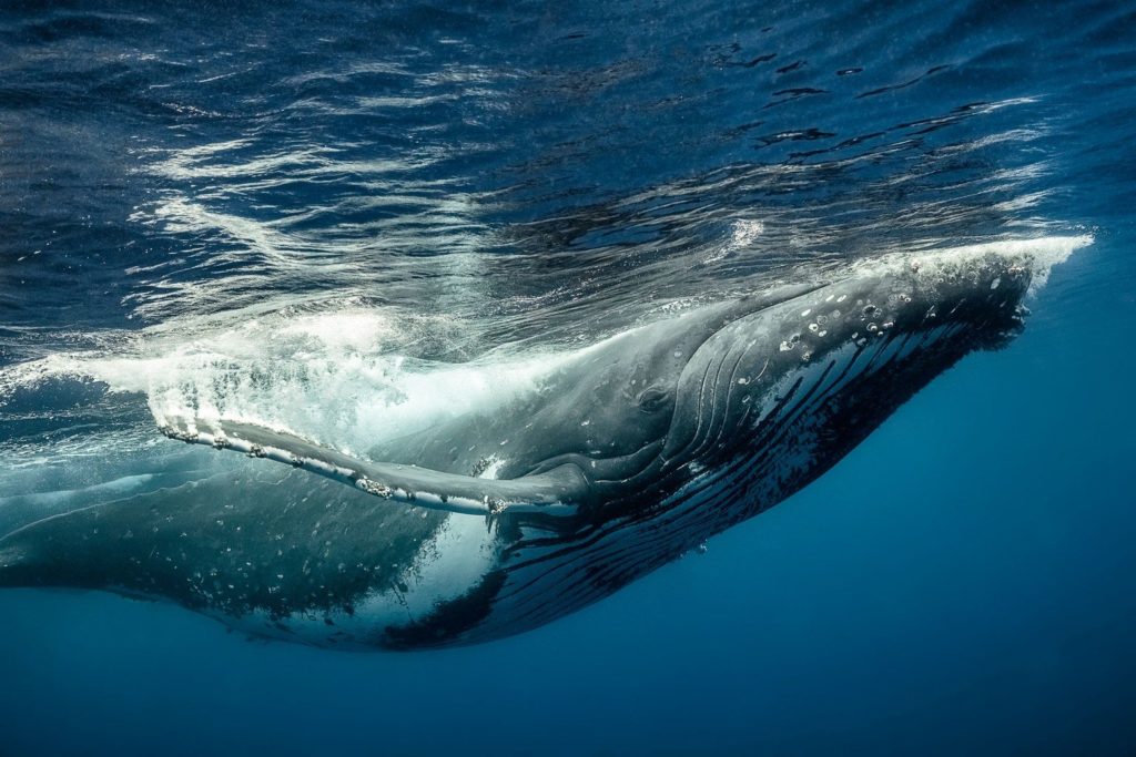 This photo shows the heartstopping moment a humpback whale calmly checked out Shetland naturalist Richard Shucksmith