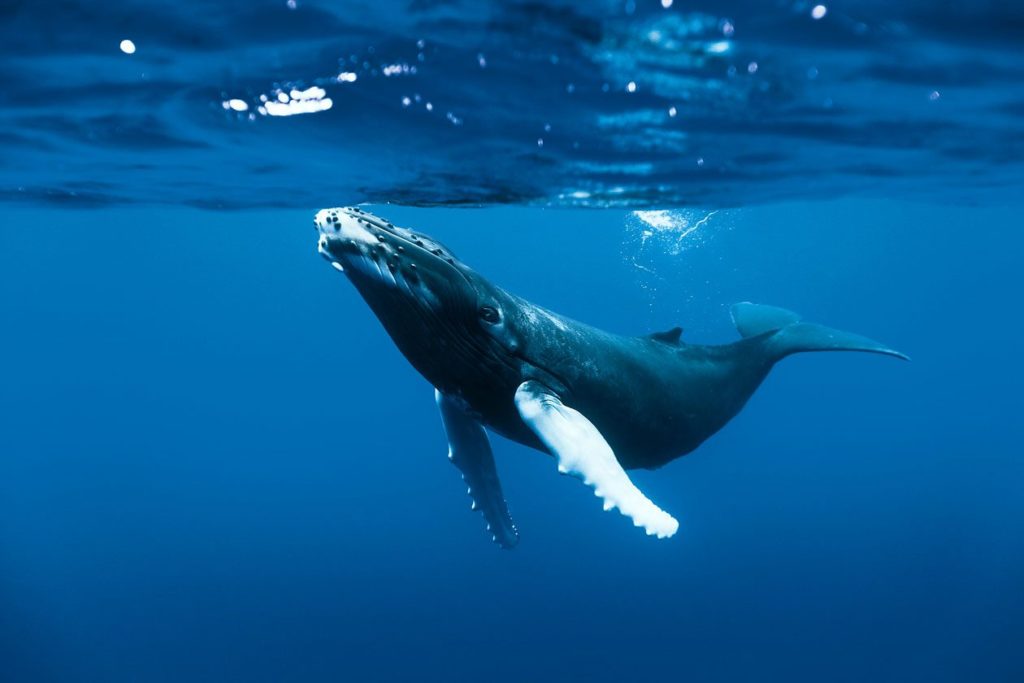 whale