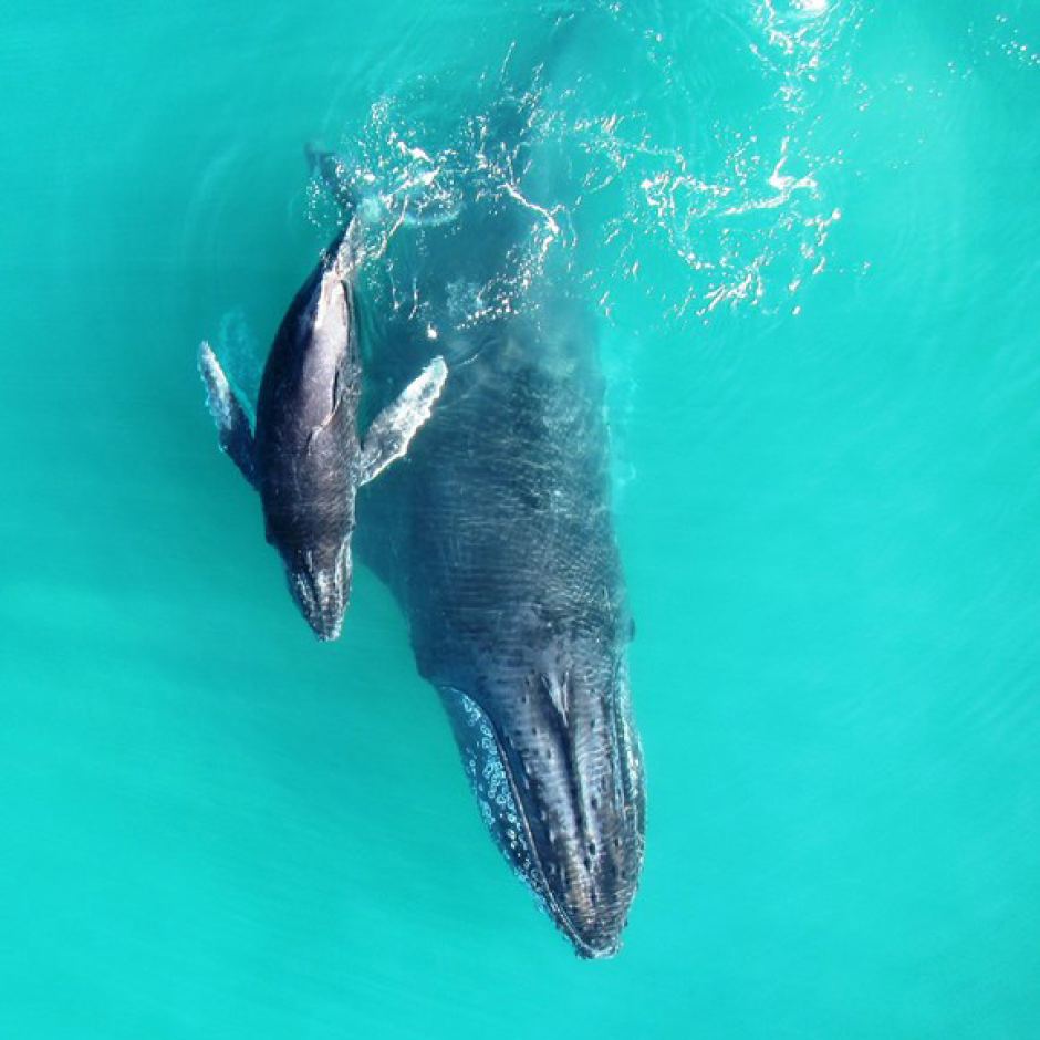 This picture from above shows a mother humpback and its baby