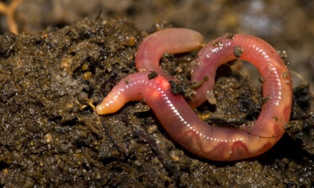 Earthworms play an important role in decomposing dead organic matter
