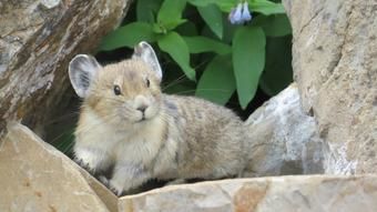 1-animals-extinction-climate-change