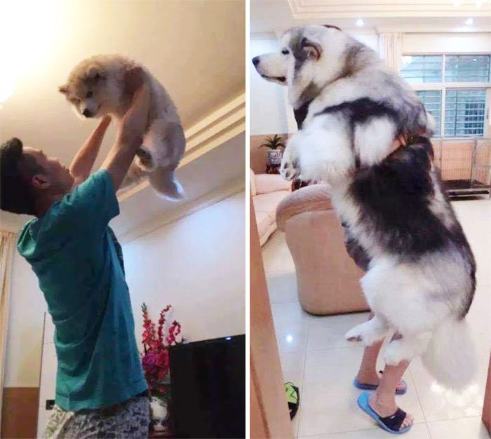 1-dogs-growing-up-adorable