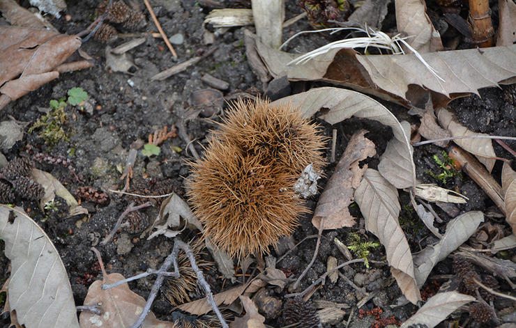 1-tips-dog-owner-health-beauty-help