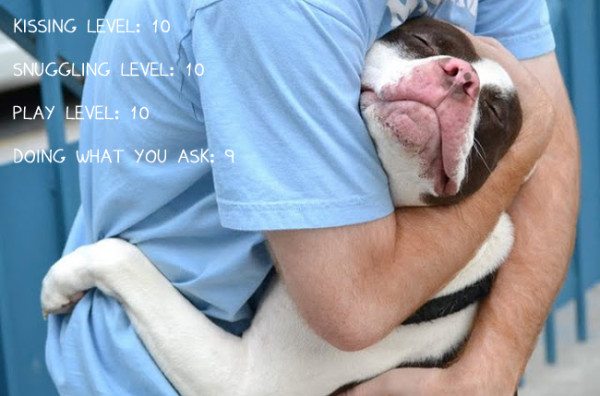 10-american-pit-bull