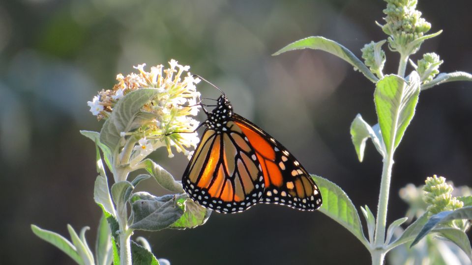 10-animals-extinction-climate-change