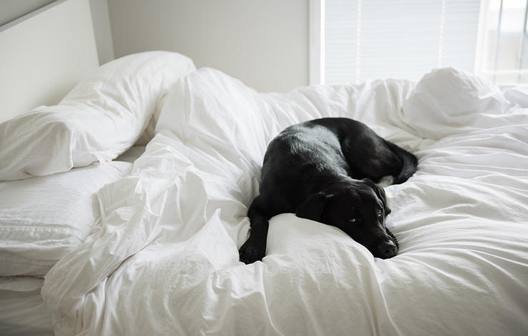 10-tips-dog-owner-health-beauty-help