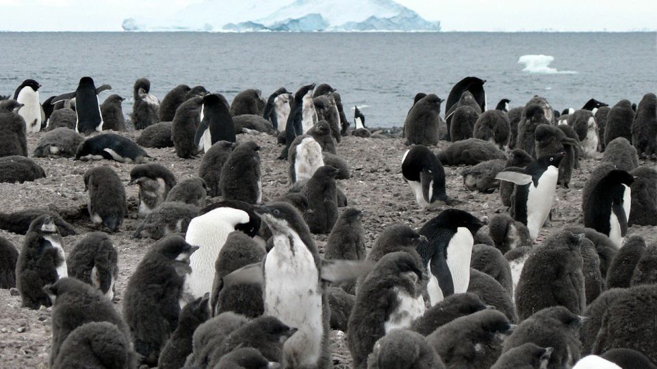 11-animals-extinction-climate-change