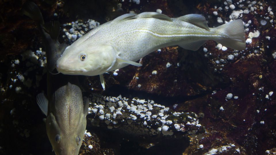 13-animals-extinction-climate-change