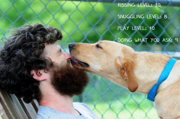 13-labrador-retriever