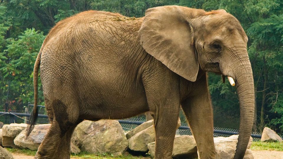 14-animals-extinction-climate-change