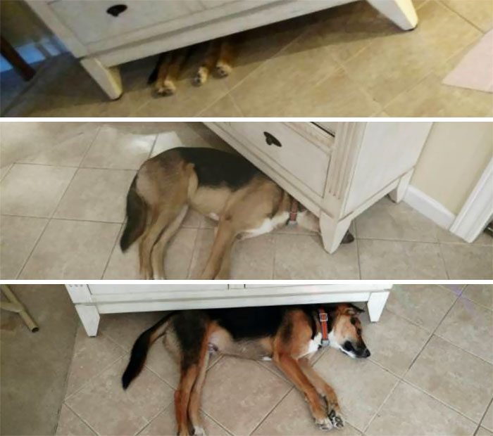 15-dogs-growing-up-adorable