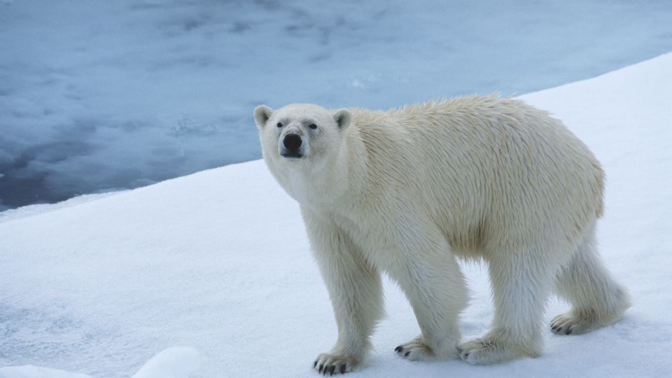 2-animals-extinction-climate-change