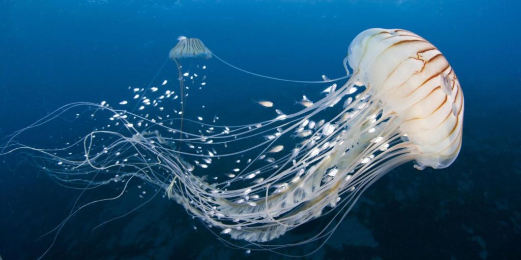 Northern sea nettle (Chrysaora Melanaster) floating, with Mackerel fry ( Carangidae) Izu, Japan. January.