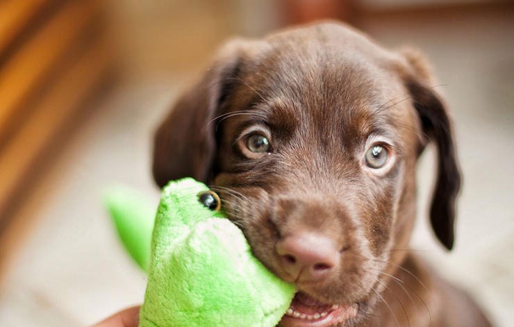 2-tips-dog-owner-health-beauty-help