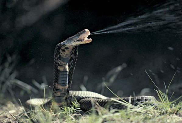 2-very-surprising-animals-who-actually-kill-people