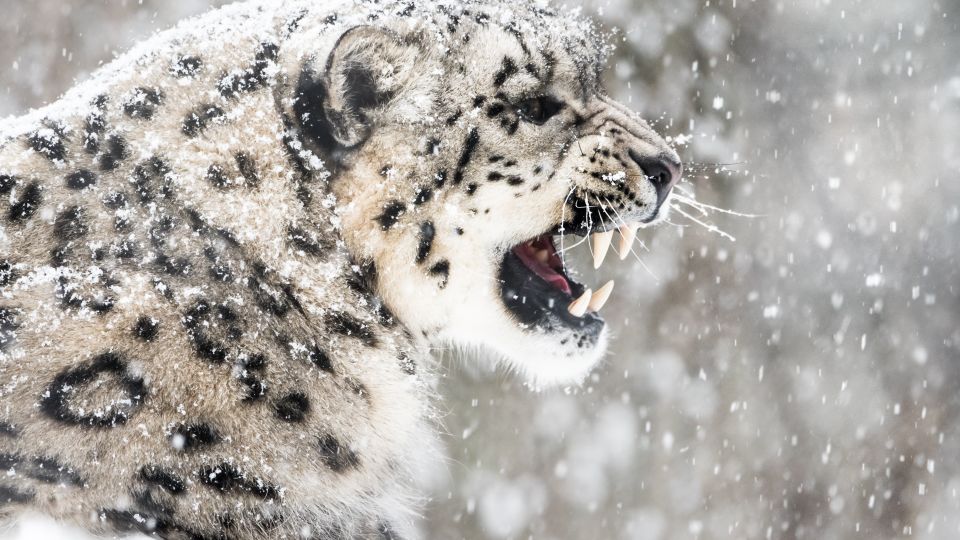 3-animals-extinction-climate-change