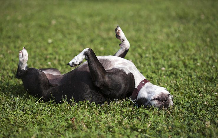 3-tips-dog-owner-health-beauty-help