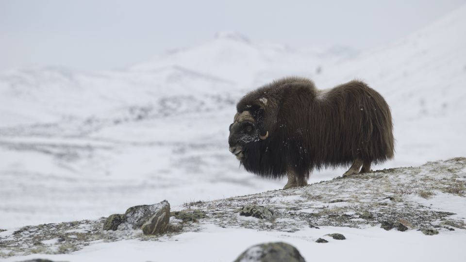 4-animals-extinction-climate-change