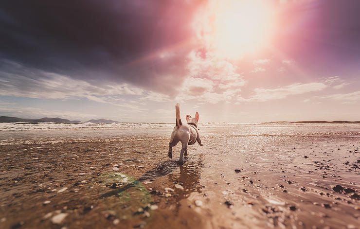 4-tips-dog-owner-health-beauty-help