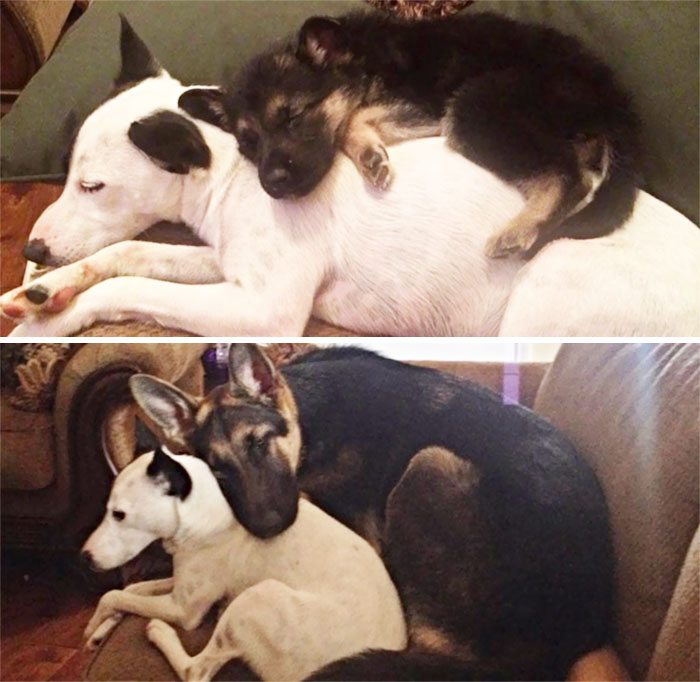 5-dogs-growing-up-adorable