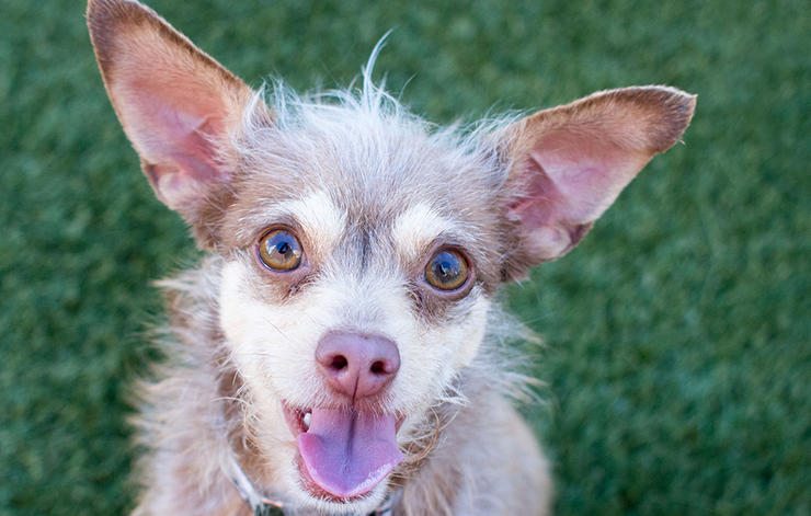 5-tips-dog-owner-health-beauty-help