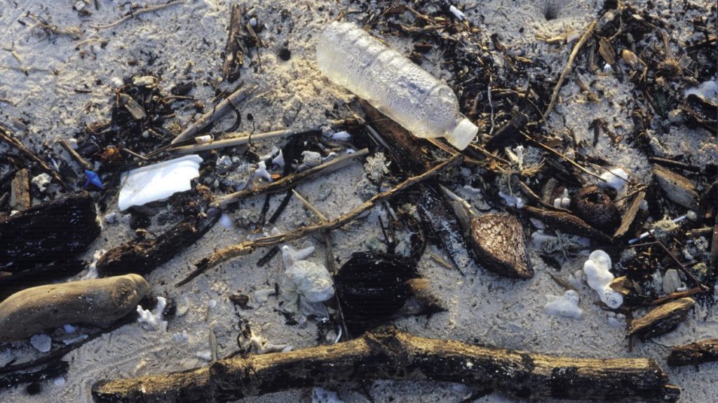 6-citizen-animal-projects-protect