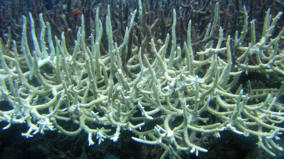 7-animals-extinction-climate-change