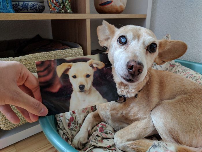 7-dogs-growing-up-adorable