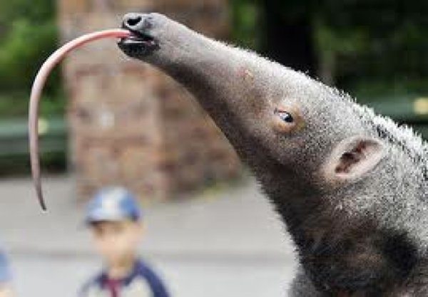 7-very-surprising-animals-who-actually-kill-people