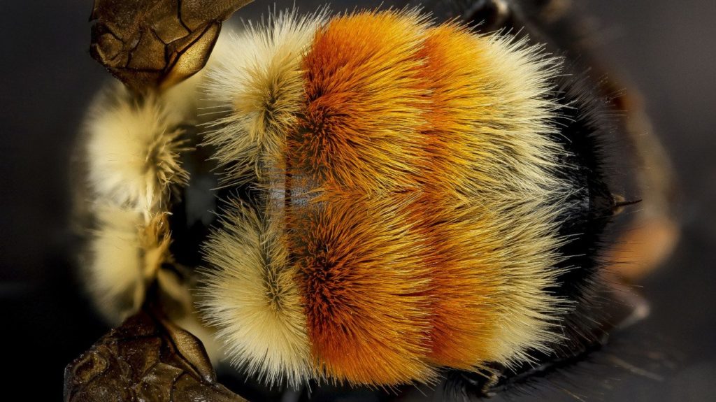 8-citizen-animal-projects-protect