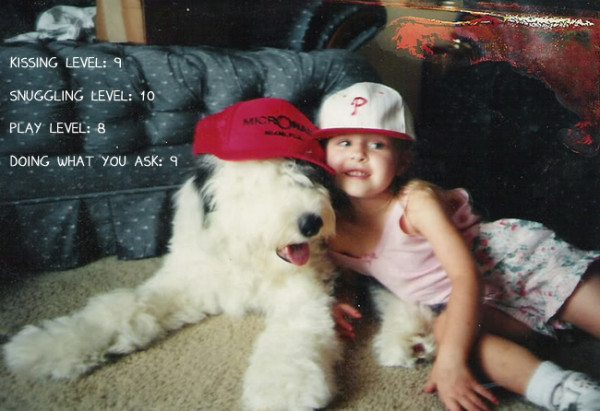 8-old-english-sheeper