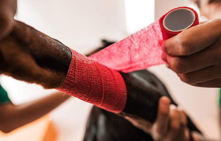 8-tips-dog-owner-health-beauty-help