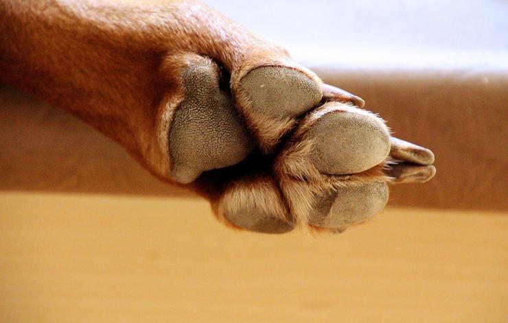 9-tips-dog-owner-health-beauty-help