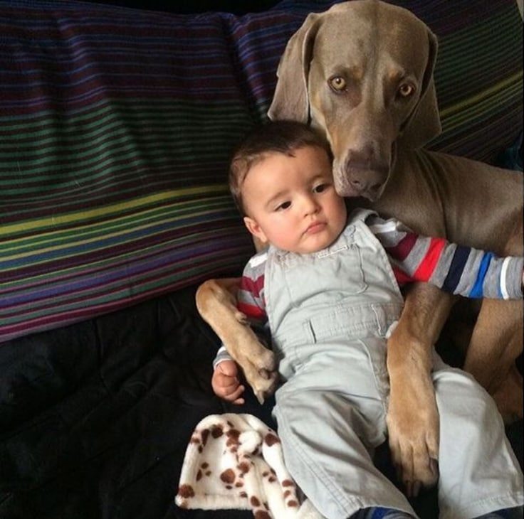 animal-babysitters-1